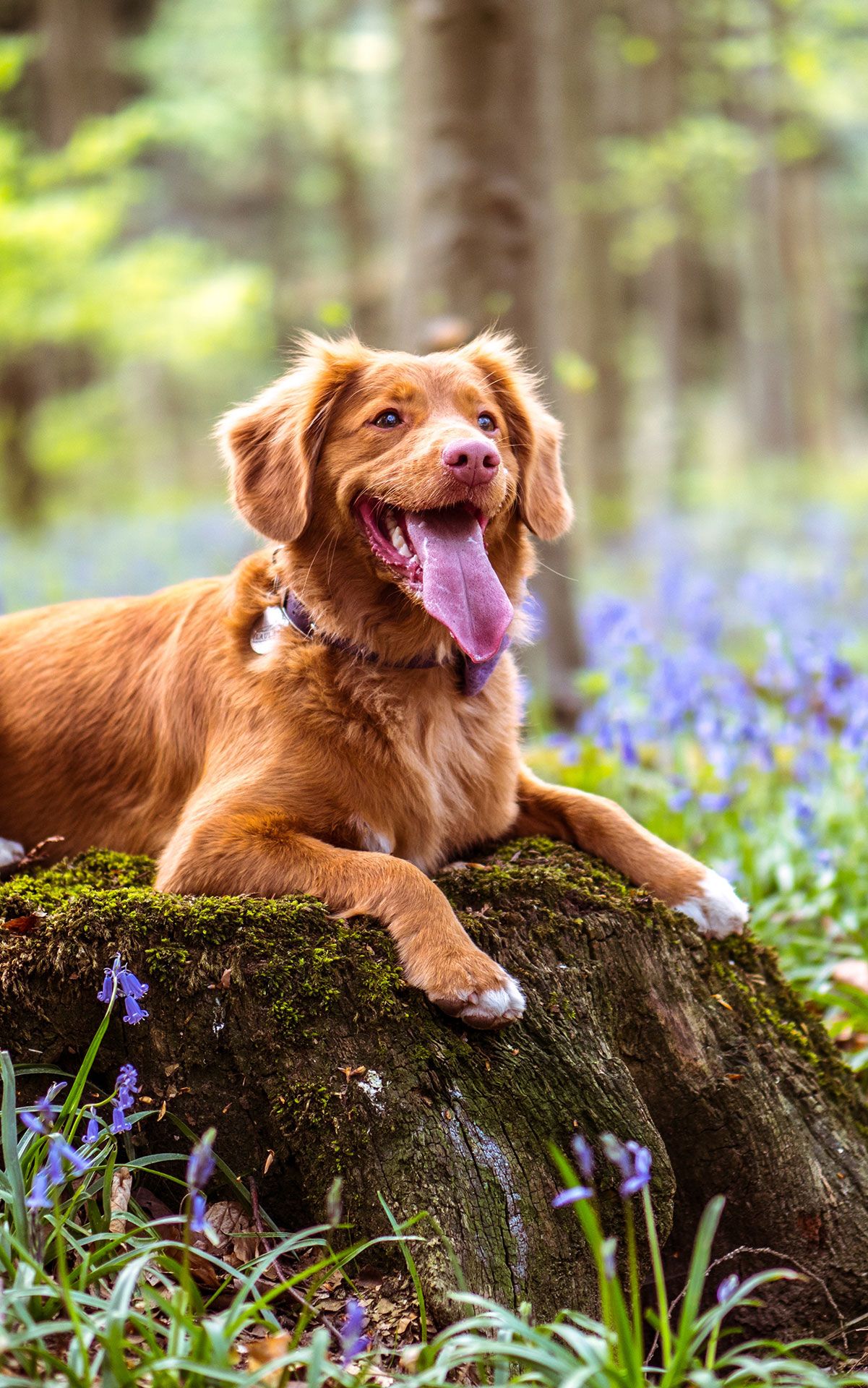 Education canine renforcement positif chien bordeaux