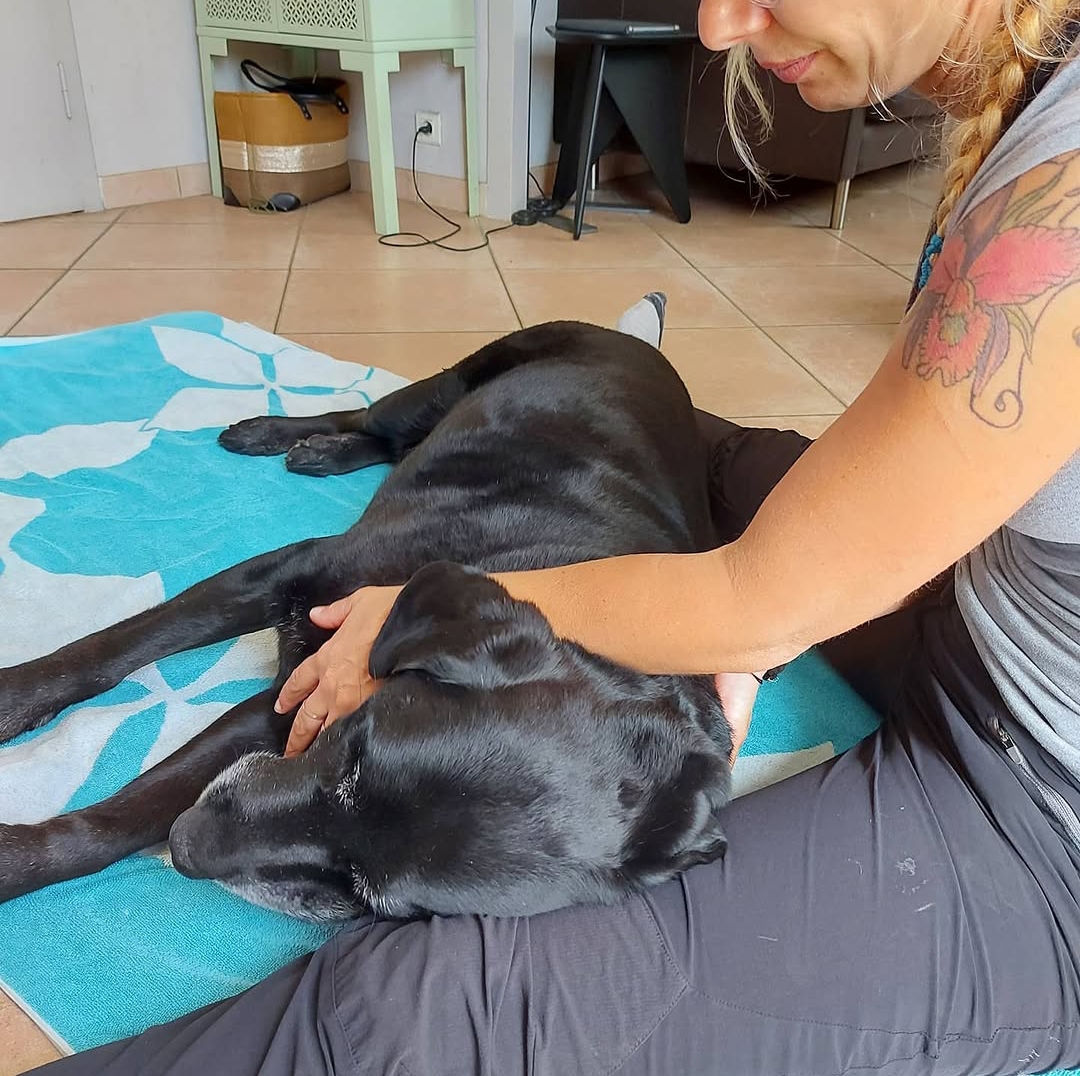 Gestion des émotions canines Bordeaux